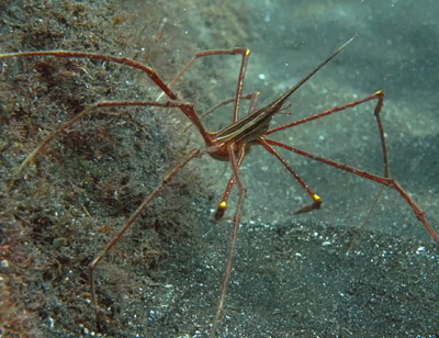 Gespenster-Pfeilkrabbe (Stenorhynchus lanceolatus)