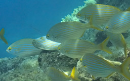 Goldstrieme (Sarpa salpa)