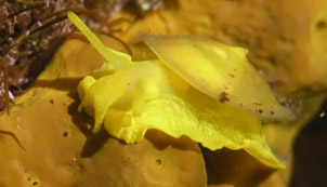 Goldschwammschnecke (Tylodina perversa)