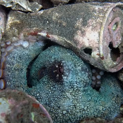 Gemeiner Krake, gewöhnlicher Oktopus (Octopus vulgaris)