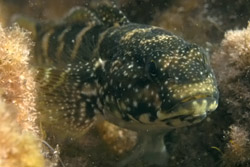 Grundel (Mauligobius maderensis)