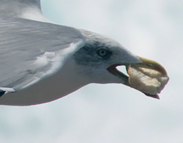 Weikopfmwe (Larus cachinnans)