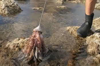 Gemeine Krake, gewhnlicher Oktopus (Octopus vulgaris)