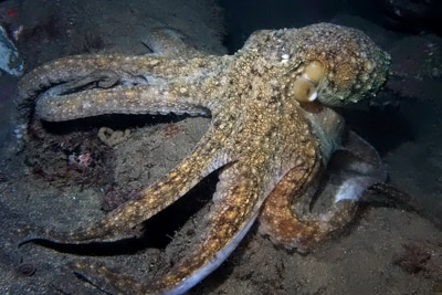 Gemeine Krake, gewhnlicher Oktopus (Octopus vulgaris)