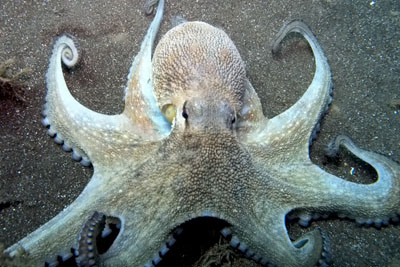 Gemeine Krake, gewhnlicher Oktopus (Octopus vulgaris)