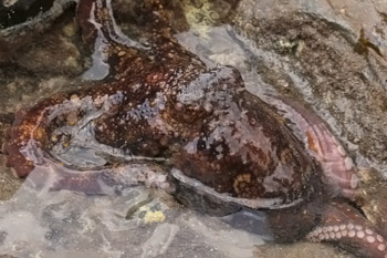 Gemeine Krake, gewöhnlicher Oktopus (Octopus vulgaris), am "Baby-Beach"