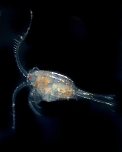 Ruderfukrebs (Copepode)