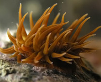 Sargasso-Anemone (Anemonia melanaster)