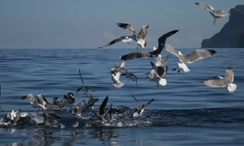 Weikopfmwen (Larus cachinnans), Gelbschnabel-Sturmtaucher (Calonectris diomedea)