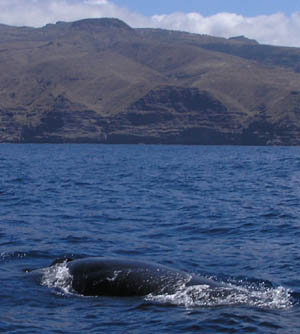 Brydewal  (Balaenoptera edeni / Balaenoptera brydei)