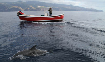 Atlantischer Fleckendelfin, Zgeldelfin  (Stenella frontalis)