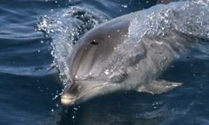 Atlantischer Fleckendelfin, Zgeldelfin  (Stenella frontalis)