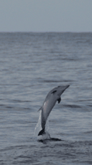 Atlantischer Fleckendelfin, Zgeldelfin  (Stenella frontalis)