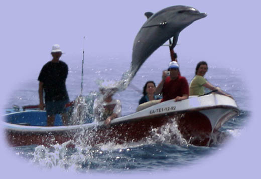 Atlantischer Fleckendelfin, Zgeldelfin  (Stenella frontalis)