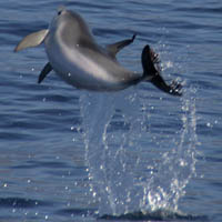 Atlantischer Fleckendelfin, Zgeldelfin  (Stenella frontalis)