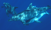 Unterwasserfotografie:  Rauzahn-Delfin  (Steno bredanensis)