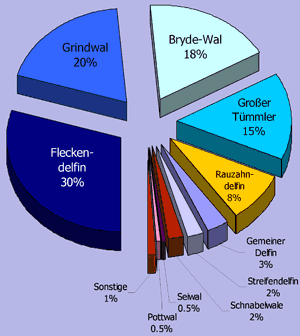 Kuchendiagramm zur Hufigkeit der Walarten 2005 vor La Gomera