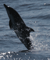 Streifendelfin, Blauweier Delfin  (Stenella coeruleoalba)