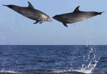 Grosser Tmmler  (Tursiops truncatus)