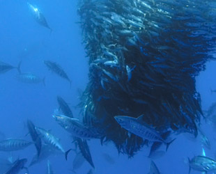 Bonito, gestreifter Thunfisch (Katsuwonus pelamis)