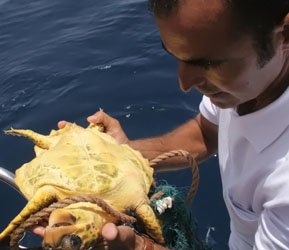 Tierrettungsaktion unechte Karettschildkrte