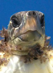 Unechte Karettschildkrte (Caretta caretta)